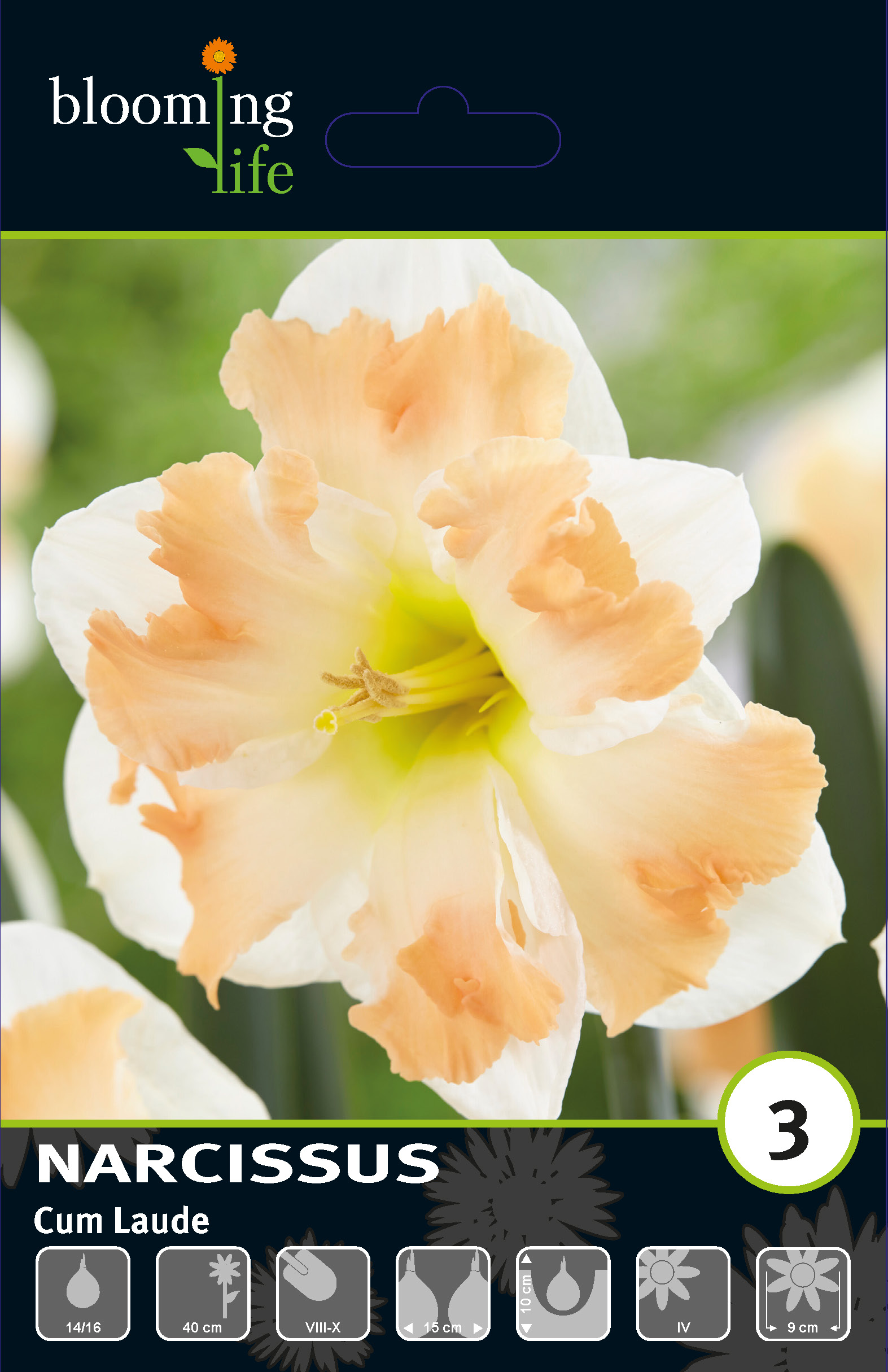 Нарцисс орхидный Кум Лауд